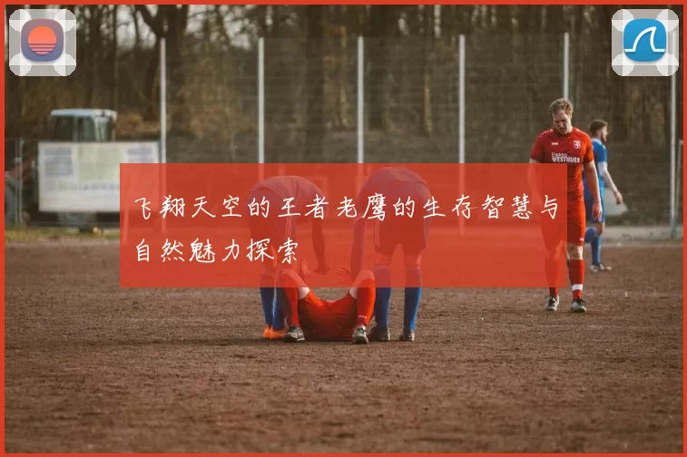 飞翔天空的王者老鹰的生存智慧与自然魅力探索